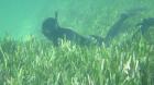 El cambio climático amenaza los mayores almacenes de CO2 en praderas marinas