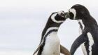 Los microplásticos ya aparecen, también, en la dieta de los pingüinos de la Antártida