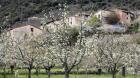 Dónde y cuándo ver los cerezos en flor en el valle del Jerte