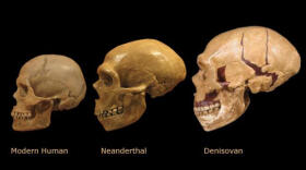 Los denisovanos, ¿Una población oculta en el pacífico?