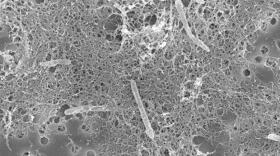 El habitante de Pangea que sigue vivo en la actualidad