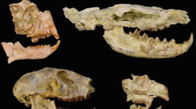 Los humanos, a punto de no existir por culpa de una ‘extinción perdida’ hace 34 millones de años