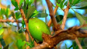 El tratamiento capilar con aceite de Argán que te enamorará