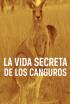La vida secreta de los canguros