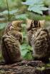 Petits felins, grans personalitats