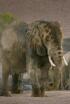 El gran relat dels elefants