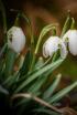 Històries de primavera