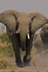 Alma de elefante
