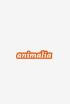 Animalia