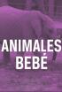 Animales bebé