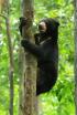 Borneo, l&#39;edén ancestral de la Terra