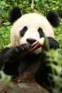 Quatre estacions al regne del panda