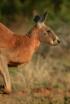 Us presentem els marsupials
