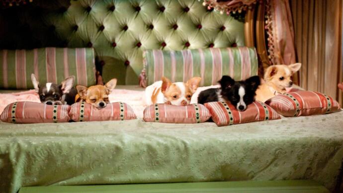 Un Chihuahua En Beverly Hills 2 2011 Pelicula Play Cine