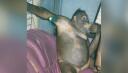 El infierno de Pony, la orangután a la que prostituyeron durante años con hombres en un burdel